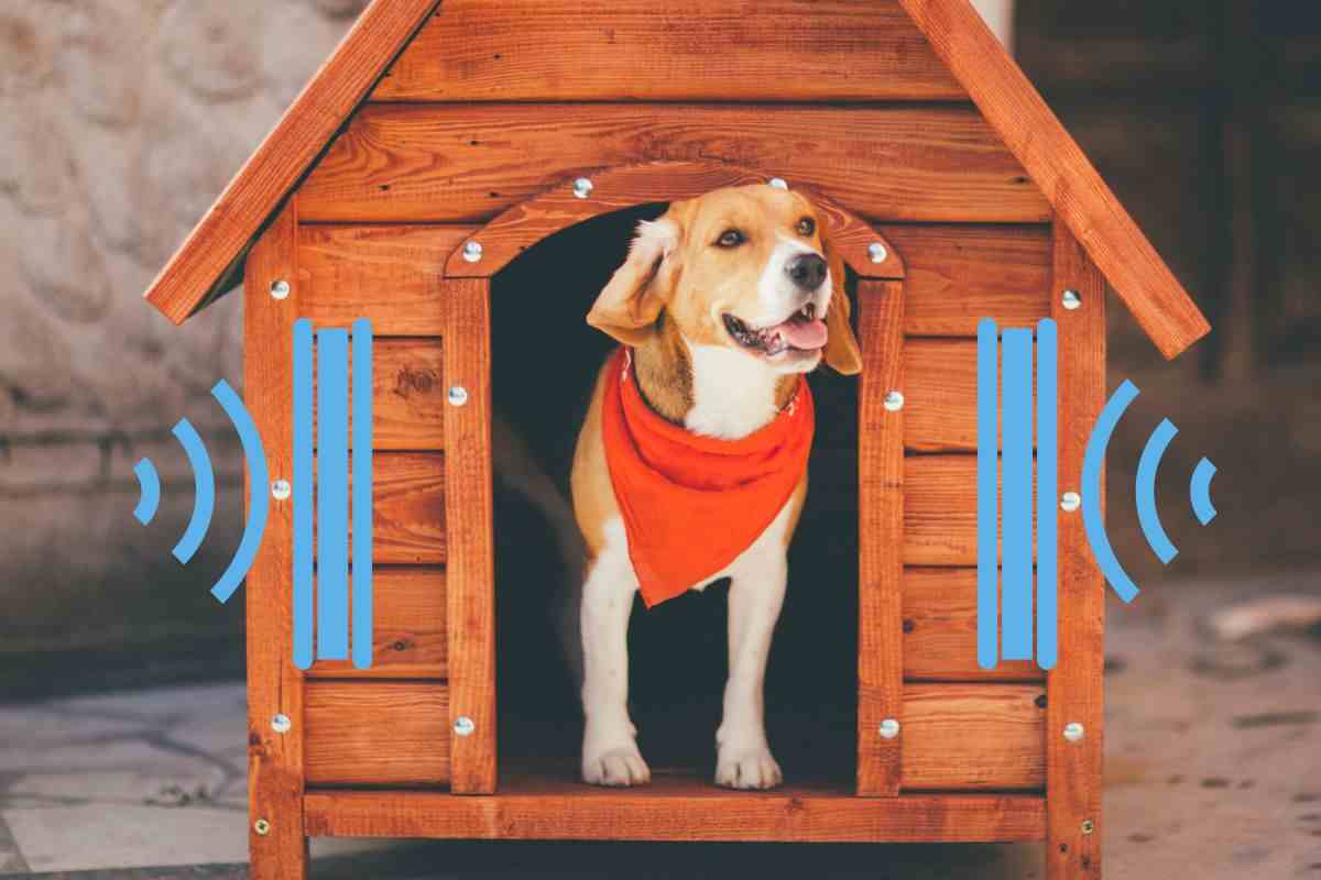 cuccia del cane