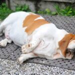 Cane in sovrappeso