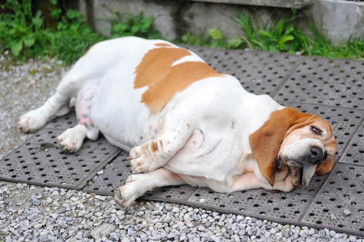 Cane in sovrappeso 