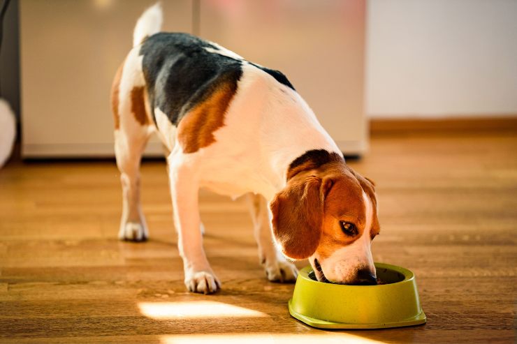 Beagle che mangia nella ciotola